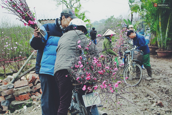 Thời tiết thất thường khiến người dân Nhật Tân kẻ cười, người khóc vì có nhà được mùa, có nhà không.