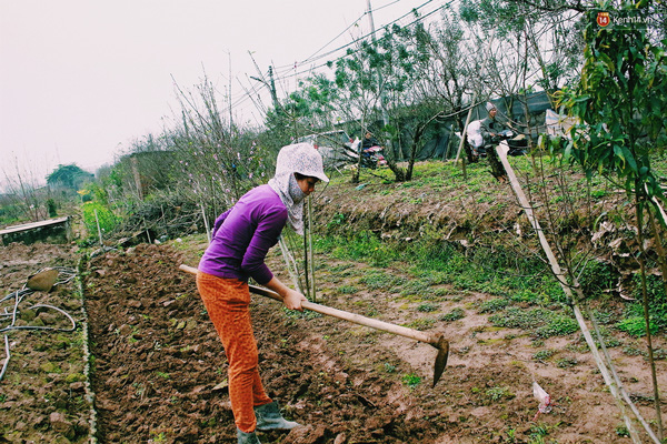 Chị Hoa cho biết, hoa đào nhà chị nở sai dịp nên đã bán sớm cho thương lái với giá rẻ. hiện tại chị đang làm đất để trồng các loại hoa khác, phục vụ các dịp lễ, Tết khác trong năm.