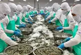 Minh Hải Jostoco âm vốn 500 tỷ đồng: Từ doanh thu nghìn tỷ đến nguy cơ giải thể