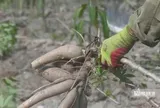 Khoai mì khởi sắc, nông dân Tây Ninh "nhẹ cả người" sau nhiều vụ thấp thỏm