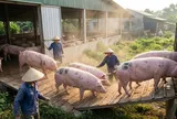 Giá heo hơi hôm nay 27/2/2026: Miền Bắc điều chỉnh nhẹ