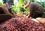 Giá cà phê giảm mạnh, hồ tiêu đi ngang