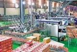 Chi phí leo thang, lợi nhuận Sữa Lof “trượt dốc” trong quý III/2025