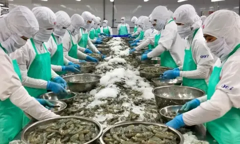 Minh Hải Jostoco âm vốn 500 tỷ đồng: Từ doanh thu nghìn tỷ đến nguy cơ giải thể