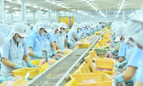 Nam Việt (ANV) lãi quý II giảm gần 60%, dòng tiền kinh doanh âm hơn 130 tỷ đồng