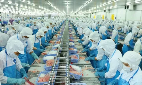 Một doanh nghiệp thủy sản chốt ngày tạm ứng cổ tức đợt 1/2026 bằng tiền mặt, tỷ lệ 8%