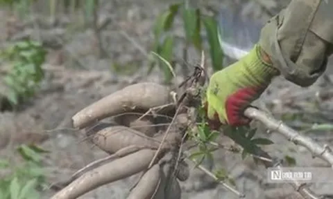 Khoai mì khởi sắc, nông dân Tây Ninh "nhẹ cả người" sau nhiều vụ thấp thỏm