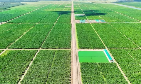 Nông nghiệp Trường Hải: Lãi tăng gấp 6 lần, vốn chủ sở hữu vượt 17.000 tỷ