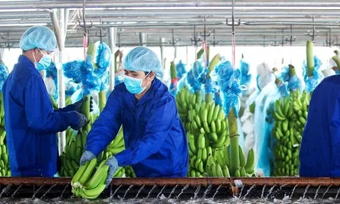 Khoản lỗ 6 tháng của HAGL Agrico "phình" thêm 152 tỷ đồng sau soát xét