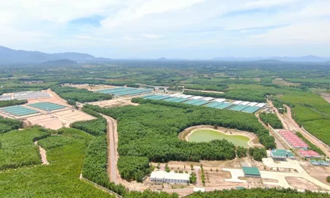 THACO AGRI đầu tư 3.800 tỷ đồng vào dự án nông nghiệp 1.600ha tại Gia Lai