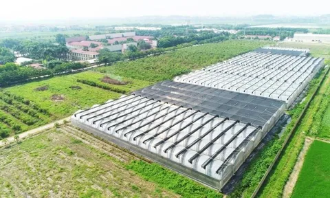 Doanh thu tại 'ông lớn' chăn nuôi Dabaco Group tăng trưởng hai chữ số, dòng tiền kinh doanh dương lớn