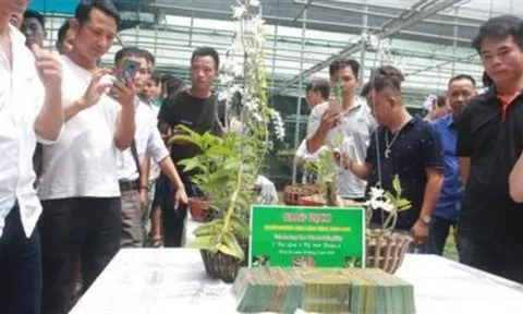 Vỡ trận Phi điệp đột biến: Dự báo trước