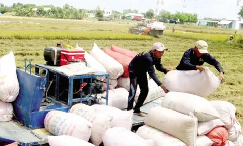 Việt Nam vững ngôi đầu thế giới về xuất khẩu gạo