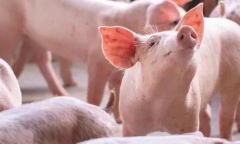 Khó khăn bủa vây ngành chăn nuôi lợn toàn cầu