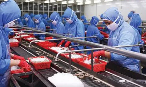Hiệp hội thủy sản: Nguy cơ chuỗi cung ứng bị đứt gãy, doanh nghiệp phải ngừng hoạt động