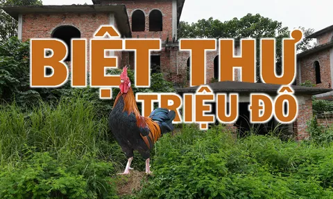 [ẢNH] Hàng trăm biệt thự triệu USD bị bỏ quên hơn thập kỷ ở Thủ đô - nhiều căn để nuôi gà