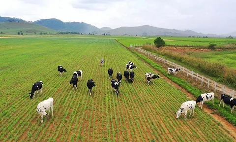 Đẩy nhanh tiến độ hoàn thành giai đoạn 1 tổ hợp trang trại tại Lào của Vinamilk