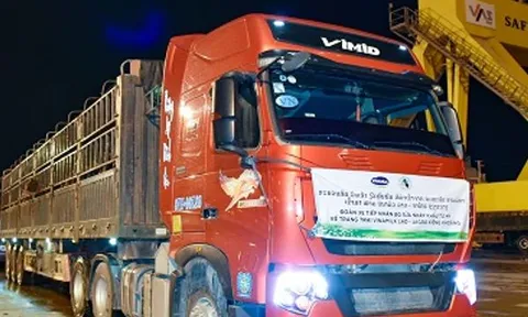 Vinamilk nhập 1000 bò sữa HF từ Mỹ về tổ hợp trang trại tại Lào