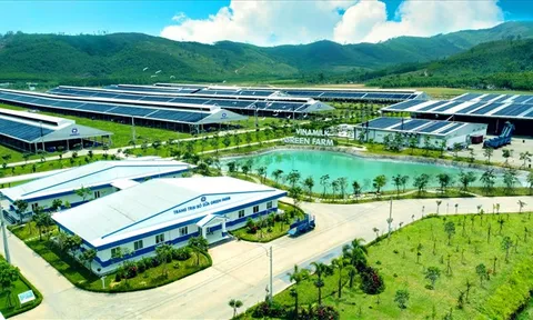 Vinamilk tiếp nhận thành công hơn 1.500 bò sữa nhập từ Mỹ về các trang trại Green Farm