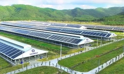Vinamilk: 15 năm xây hệ thống trang trại bò sữa với 'bộ sưu tập' tiêu chuẩn quốc tế