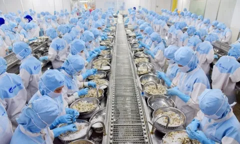 Xuất khẩu tôm đạt gần 4 tỷ USD trong năm 2024