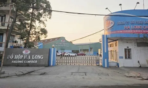 Nhà máy Đồ hộp Hạ Long dừng sản xuất sau khi CEO bị bắt
