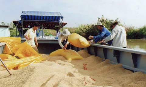 Giá gạo Việt Nam xuất khẩu xuống thấp nhất 4 năm