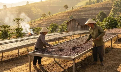 Giá cà phê hôm nay 19/1/2026: Thế giới đỏ lửa, nội địa vững vàng chờ tin vui cận Tết
