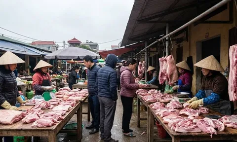 Giá heo hơi hôm nay 19/1: Miền Bắc "hạ nhiệt" sau đỉnh, miền Nam rục rịch tăng tốc