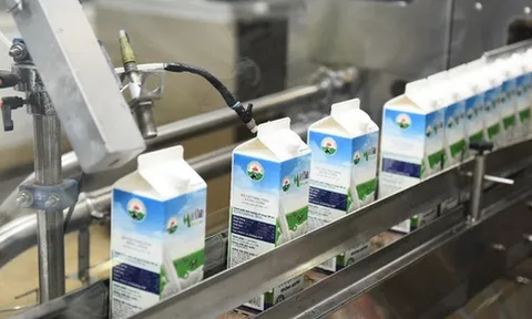 Lợi nhuận Mộc Châu Milk chạm đáy 5 năm