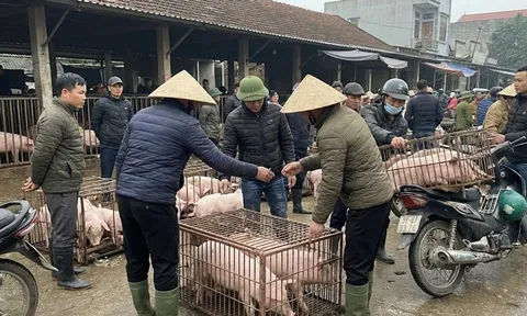 Giá heo hơi hôm nay 21/1: Miền Bắc chạm đỉnh 77.000 đồng/kg