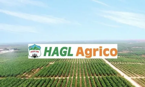 Chỉ còn 500 ha chuối cho thu hoạch, HAGL Agrico lỗ ròng nghìn tỷ năm 2024
