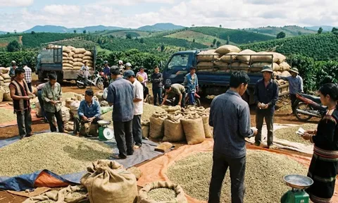 Giá cà phê hôm nay 27/1/2026: Có thể tăng nhẹ nhờ lực cầu mạnh