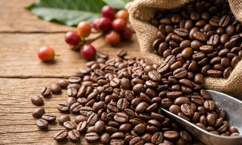 Giá cà phê hôm nay 30/1 điều chỉnh nhẹ nhưng vẫn trên 100.000 đ/kg