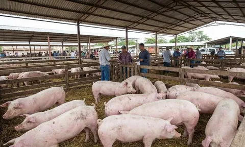 Giá heo hơi hôm nay 30/1: Neo cao, nhiều nơi 81.000 đồng/kg