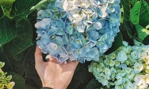 Những loại hoa không được bày trên bàn thờ Tết mà ít ai biết