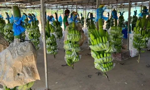 HAGL Agrico lỗ hàng trăm tỷ đồng mỗi tháng,nâng lỗ luỹ kế lên 7.000 tỷ