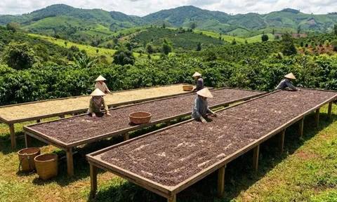 Giá cà phê hôm nay 2/2/2026 tiếp tục giữ trên 100.000 đồng/kg