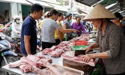 Giá heo hơi hôm nay 3/2/2026: Nguồn cung căng, giá chưa hạ