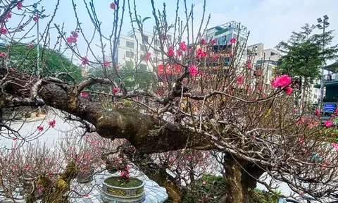 Ngắm đào khổng lồ cổ thụ, cho thuê giá cả 100 triệu đồng