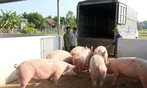 Giá heo hơi hôm nay 9/2/2026: Miền Bắc giữ đỉnh 76.000 đồng/kg
