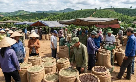 Giá cà phê hôm nay 10/2/2026: Tây Nguyên đồng loạt tăng mạnh