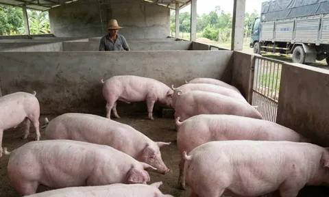 Giá heo hơi hôm nay 10/2/2026: Nguồn cung dồi dào, khó xảy ra biến động mạnh