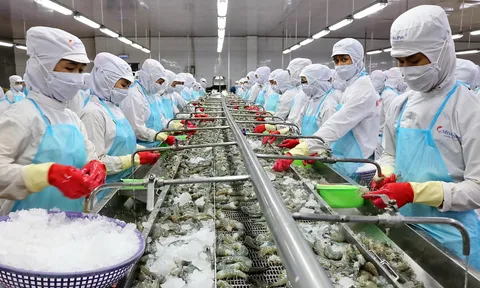 Tham vọng vỡ tan, 'vua tôm' Minh Phú thua lỗ cao nhất lịch sử