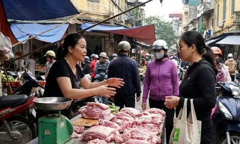 Giá heo hơi hôm nay 15/2: Miền Nam thấp nhất 70.000 đồng/kg