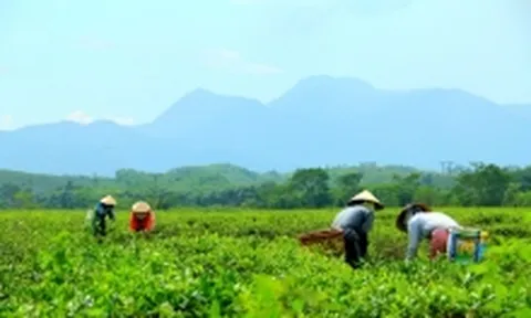 Chính thức ‘khai tử’ siêu dự án du lịch nghỉ dưỡng Tây Bà Nà của Toàn cầu TMS