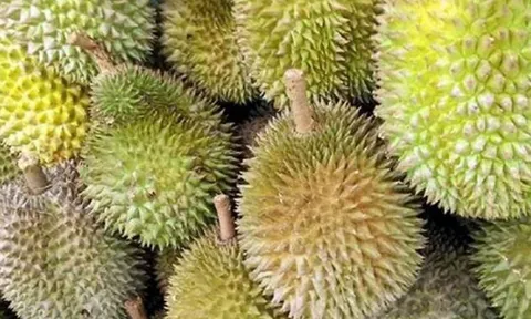 Xuất khẩu sầu riêng giảm đến 80% do vướng các quy định mới