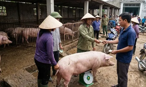 Giá heo hơi hôm nay 23/2: Thị trường sau Tết ổn định bất ngờ