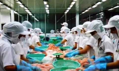 Lãi ròng Vĩnh Hoàn có thể giảm do xuất khẩu cá tra khó khăn