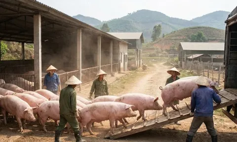 Giá heo hơi hôm nay 25/2/2026: Cả nước đi ngang